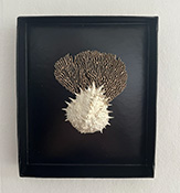 In/Ex-Vitae par Pauline L. (Curiosités) & Lucie O'Moon (Encres) 8